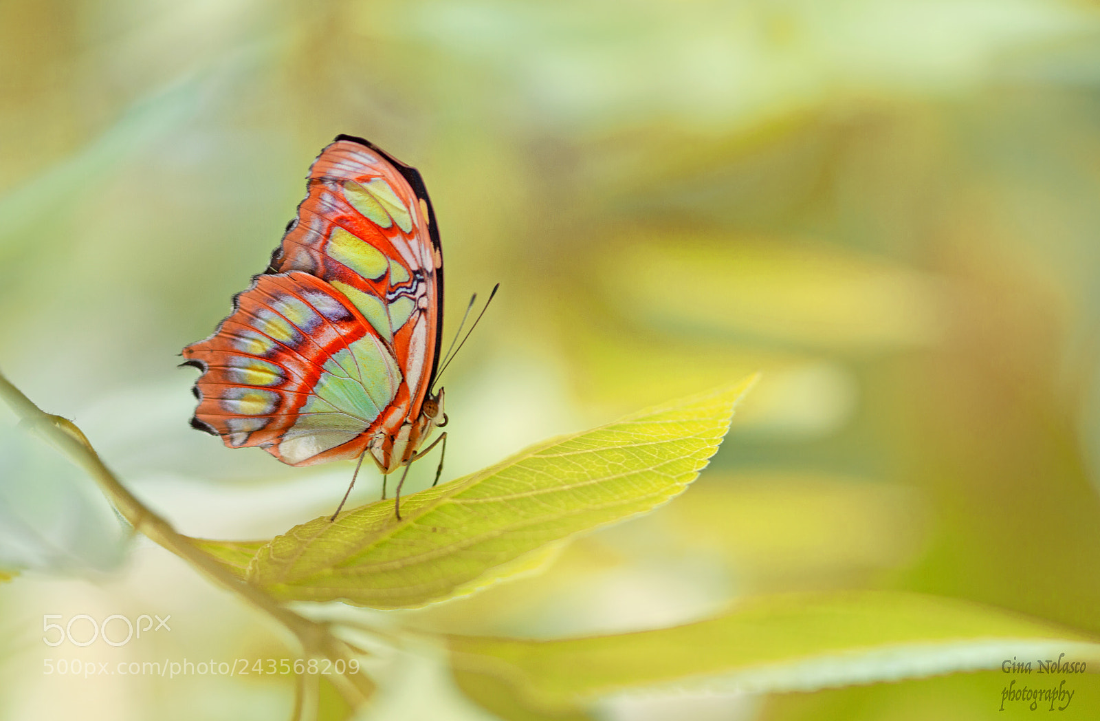 Nikon D3200 sample photo. Malachite butterfly photography