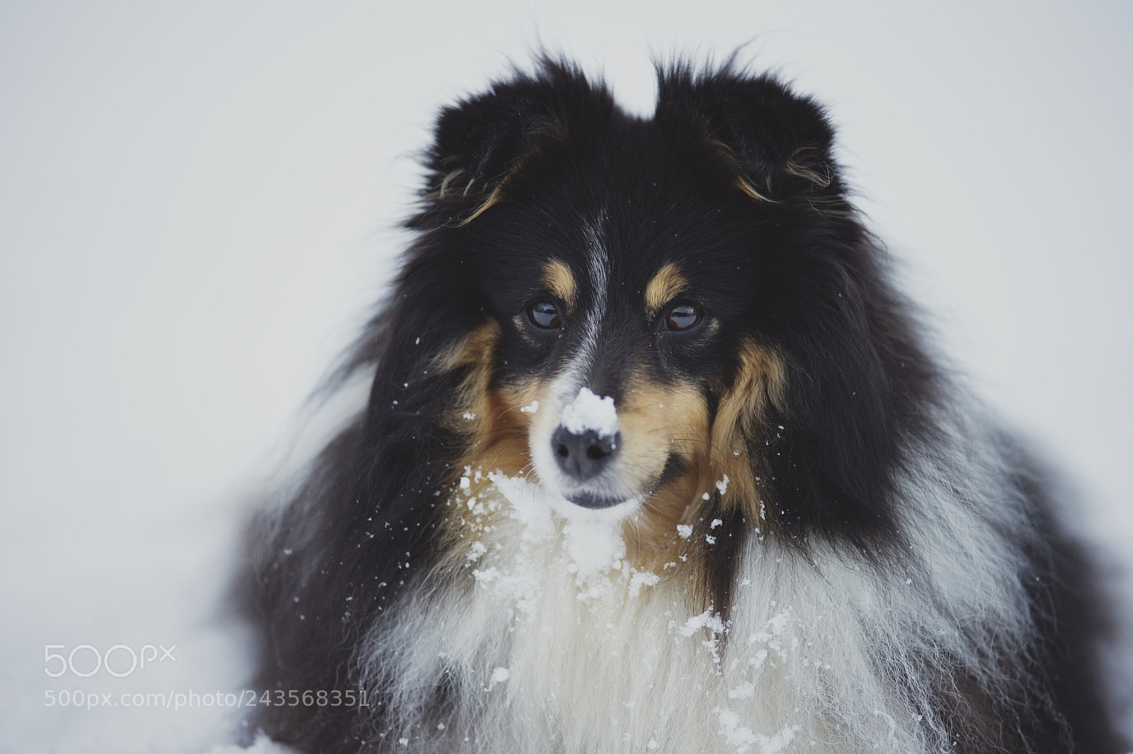 Nikon D3S sample photo. Let it snow. photography