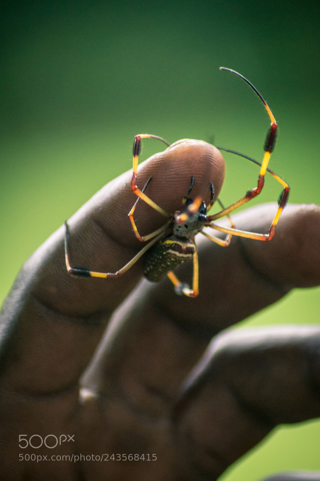 Nikon D3100 sample photo. Banana spider 1 photography