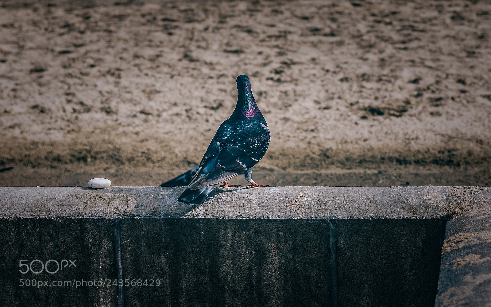 Canon EOS 750D (EOS Rebel T6i / EOS Kiss X8i) sample photo. Pigeon at the beach photography