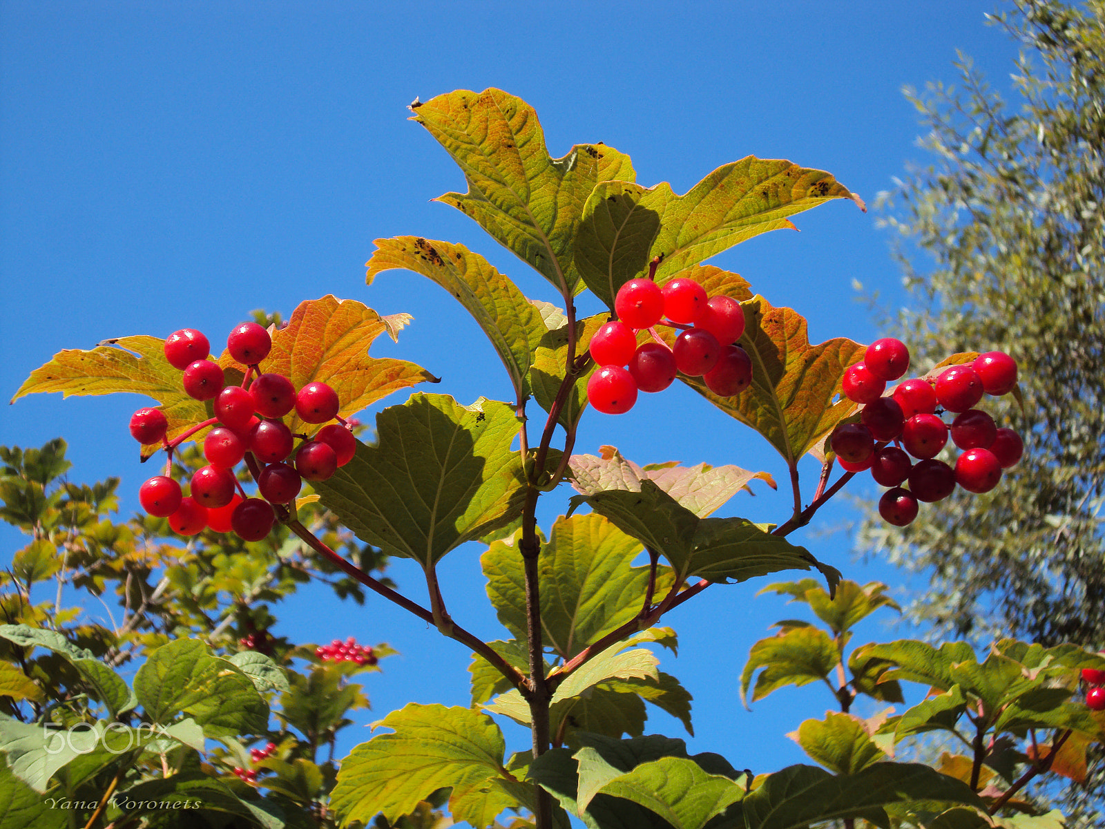 Sony DSC-W190 sample photo. Red viburnum photography