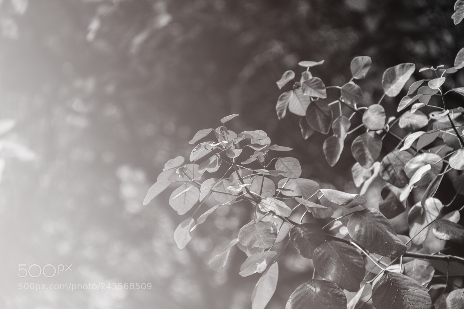 Canon EOS 60D sample photo. Nature photography