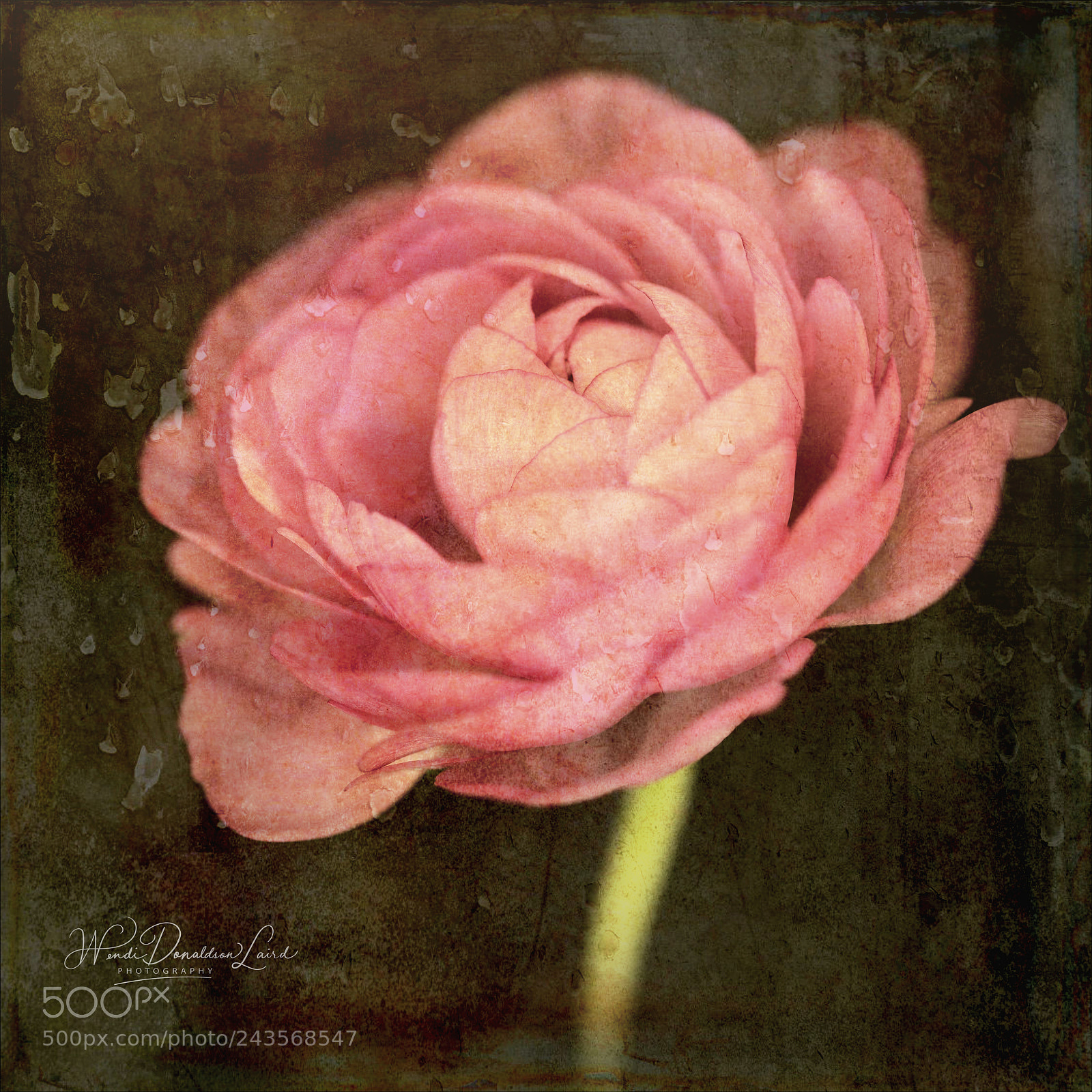 Sony a7R II sample photo. Vintage ranunculus photography