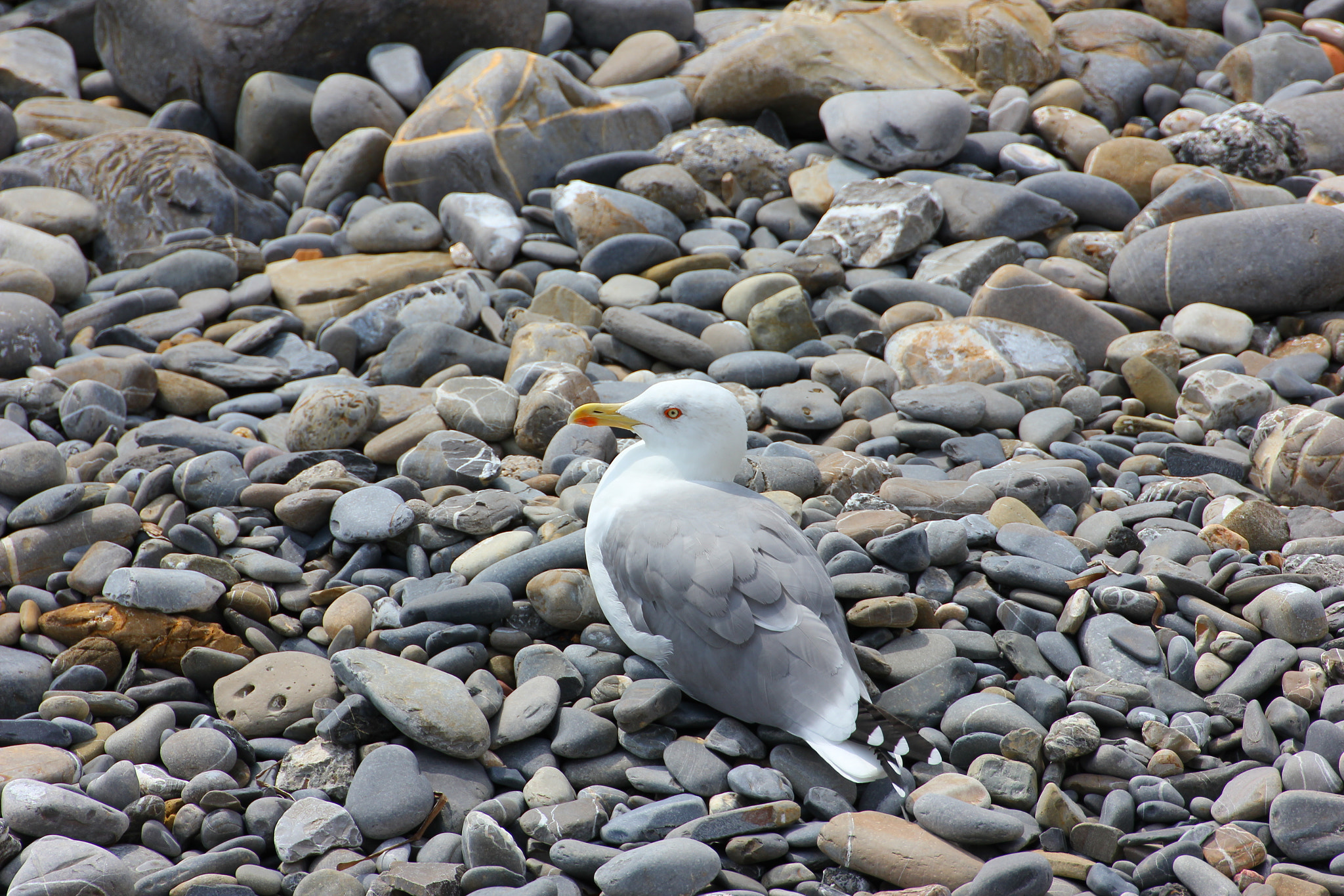 Canon EOS 550D (EOS Rebel T2i / EOS Kiss X4) sample photo. Seagull photography