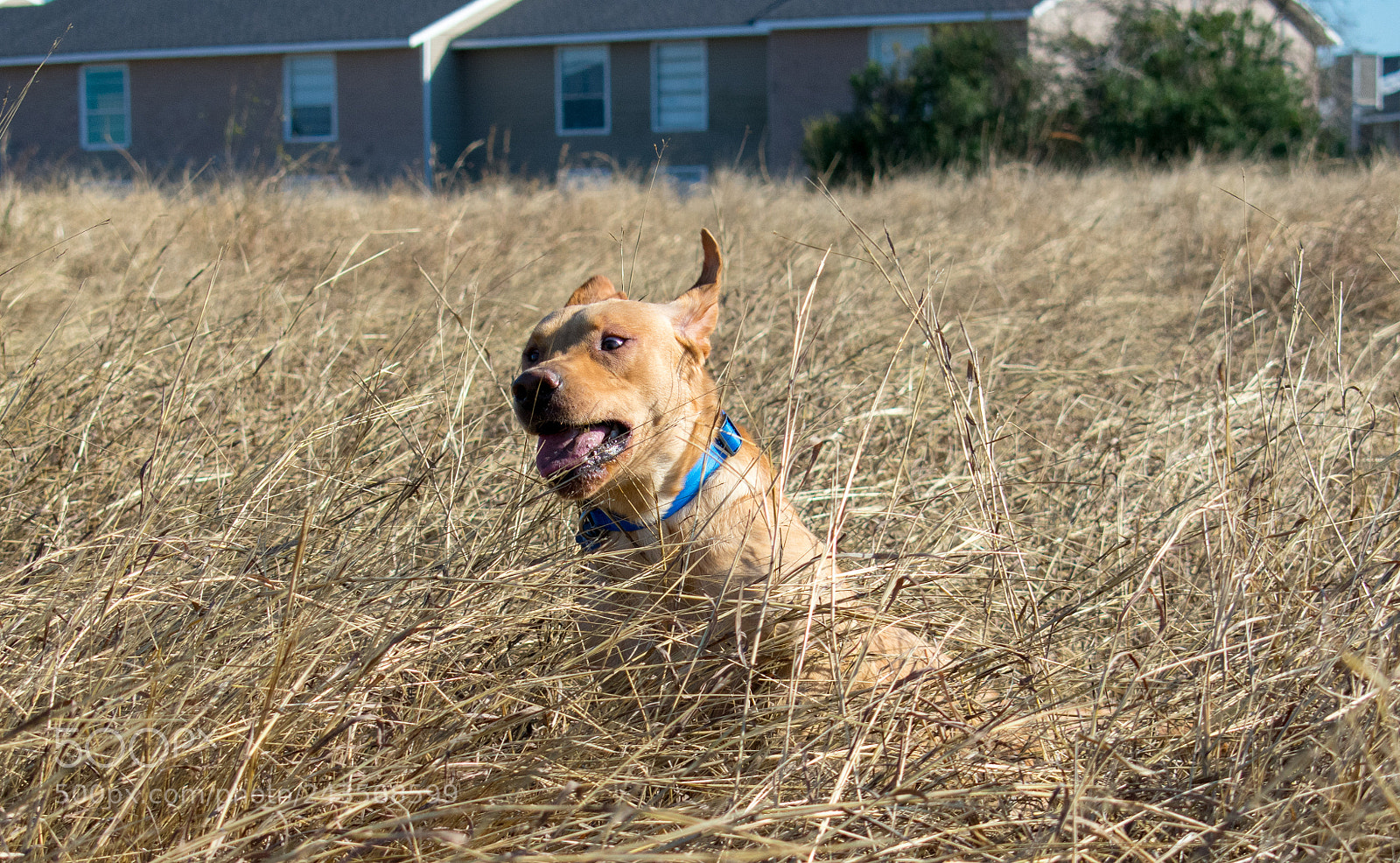 Nikon D3400 sample photo. Bounding through the meadow photography