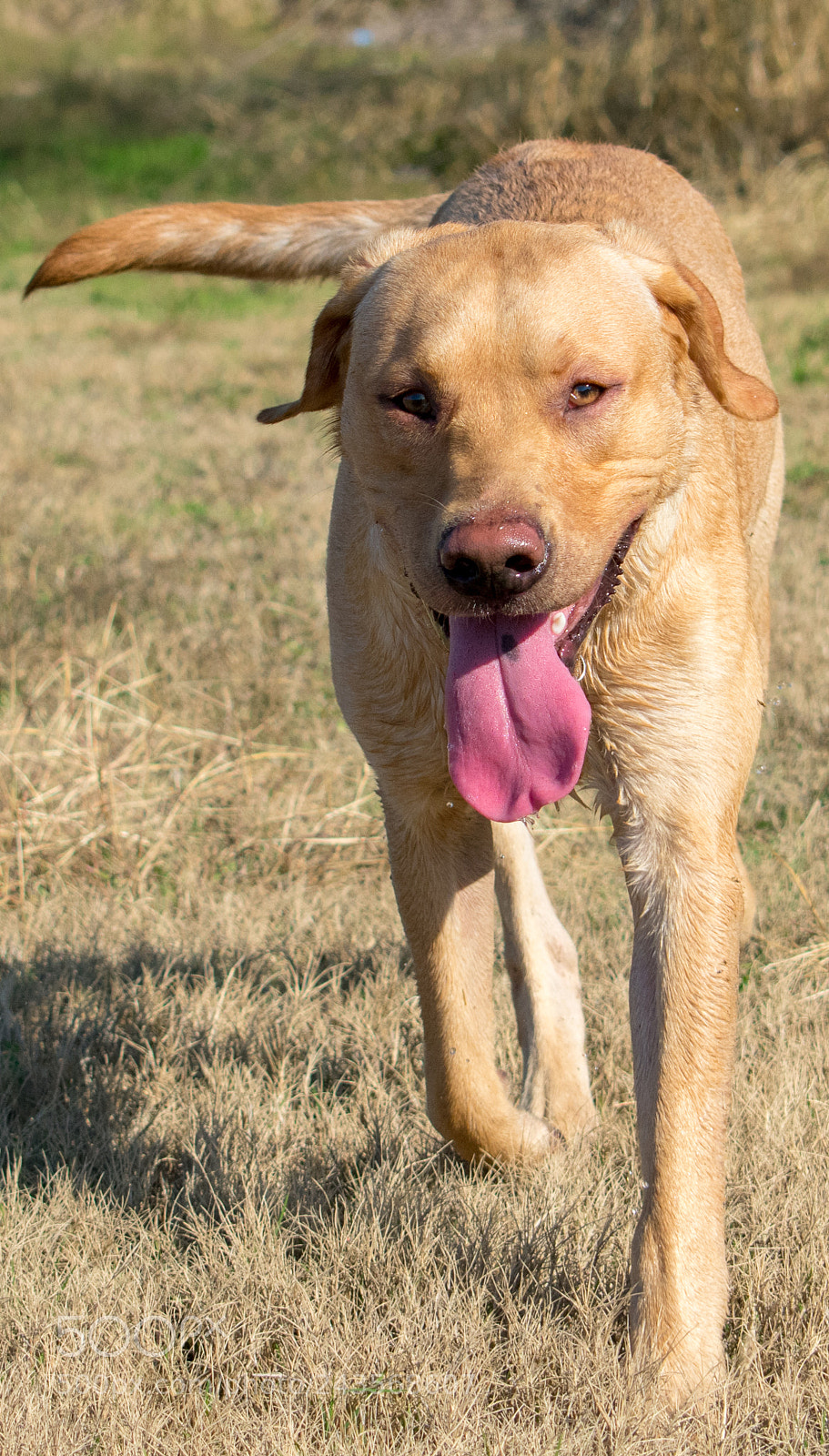 Nikon D3400 sample photo. Tired and thirsty photography