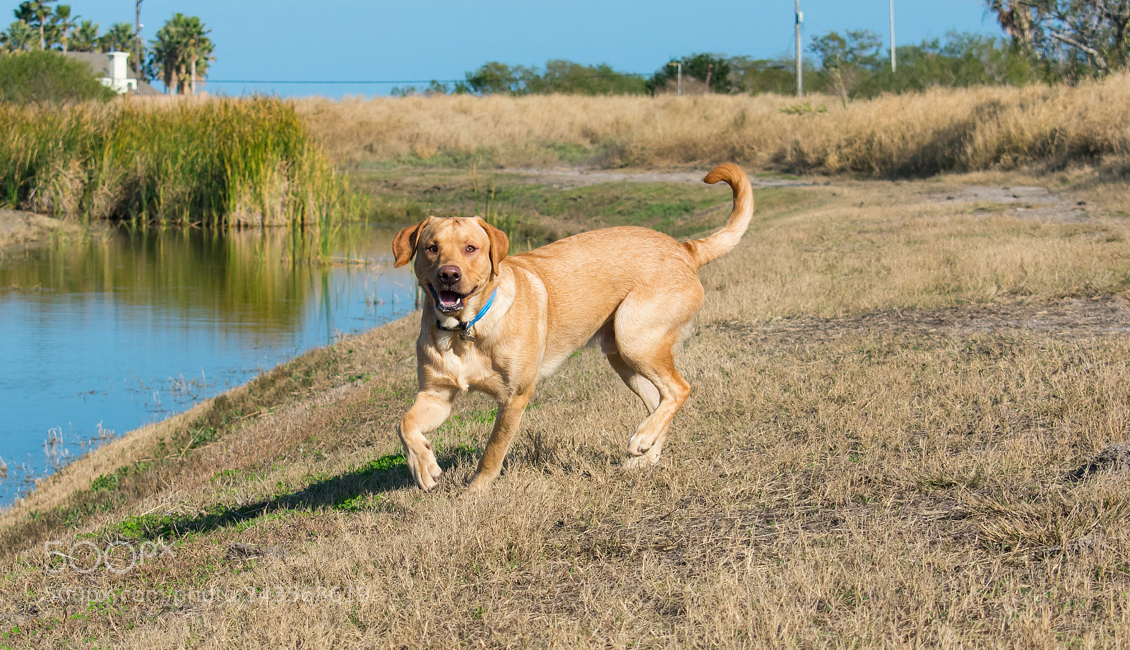 Nikon D3400 sample photo. Roaming the fields photography