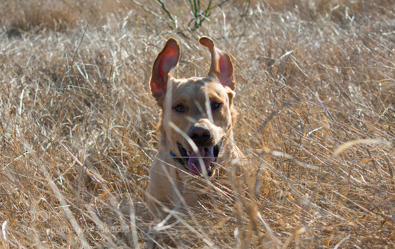 Nikon D3400 sample photo. Crazy ears photography