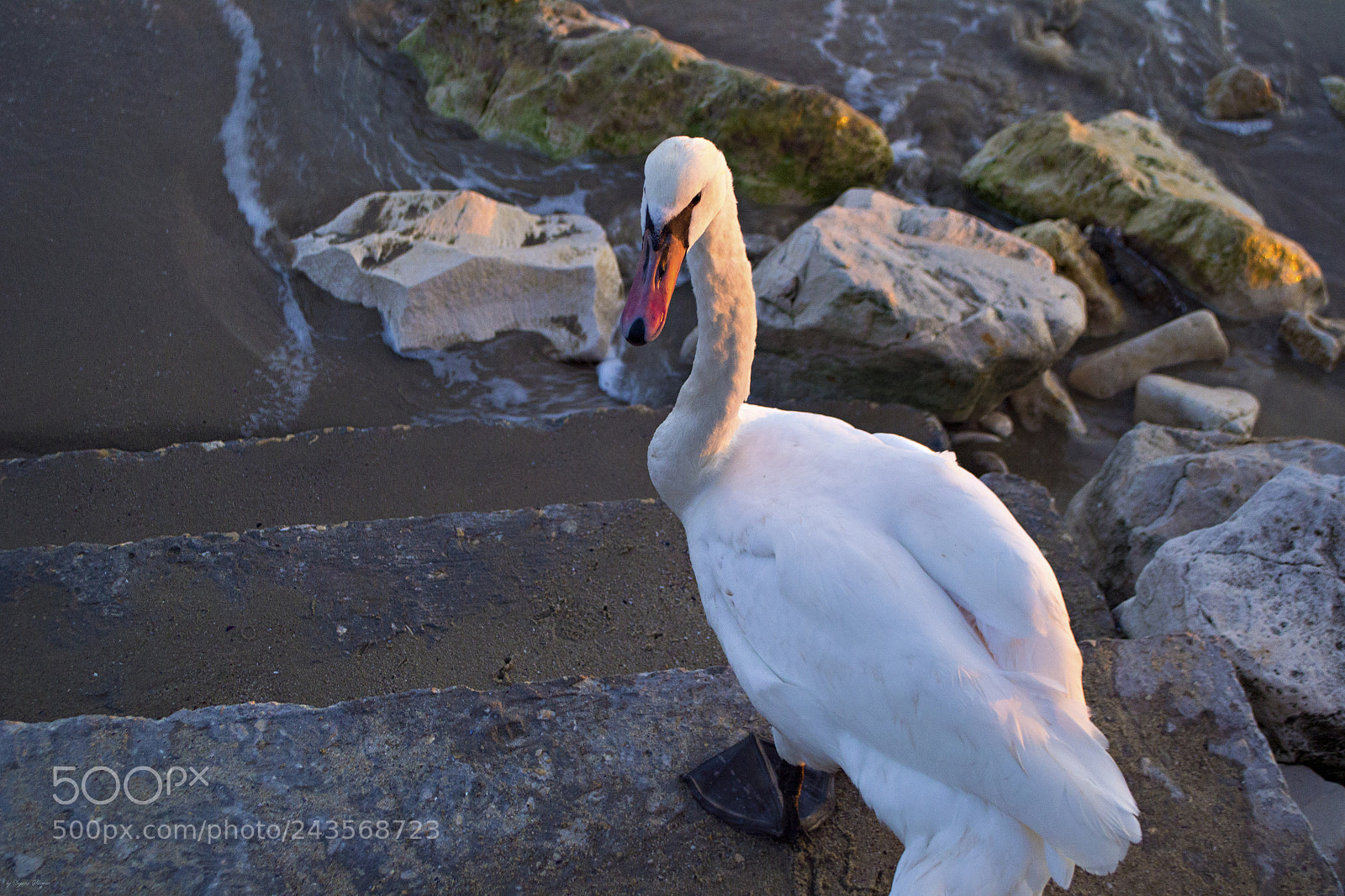 Nikon D3100 sample photo. New friend photography