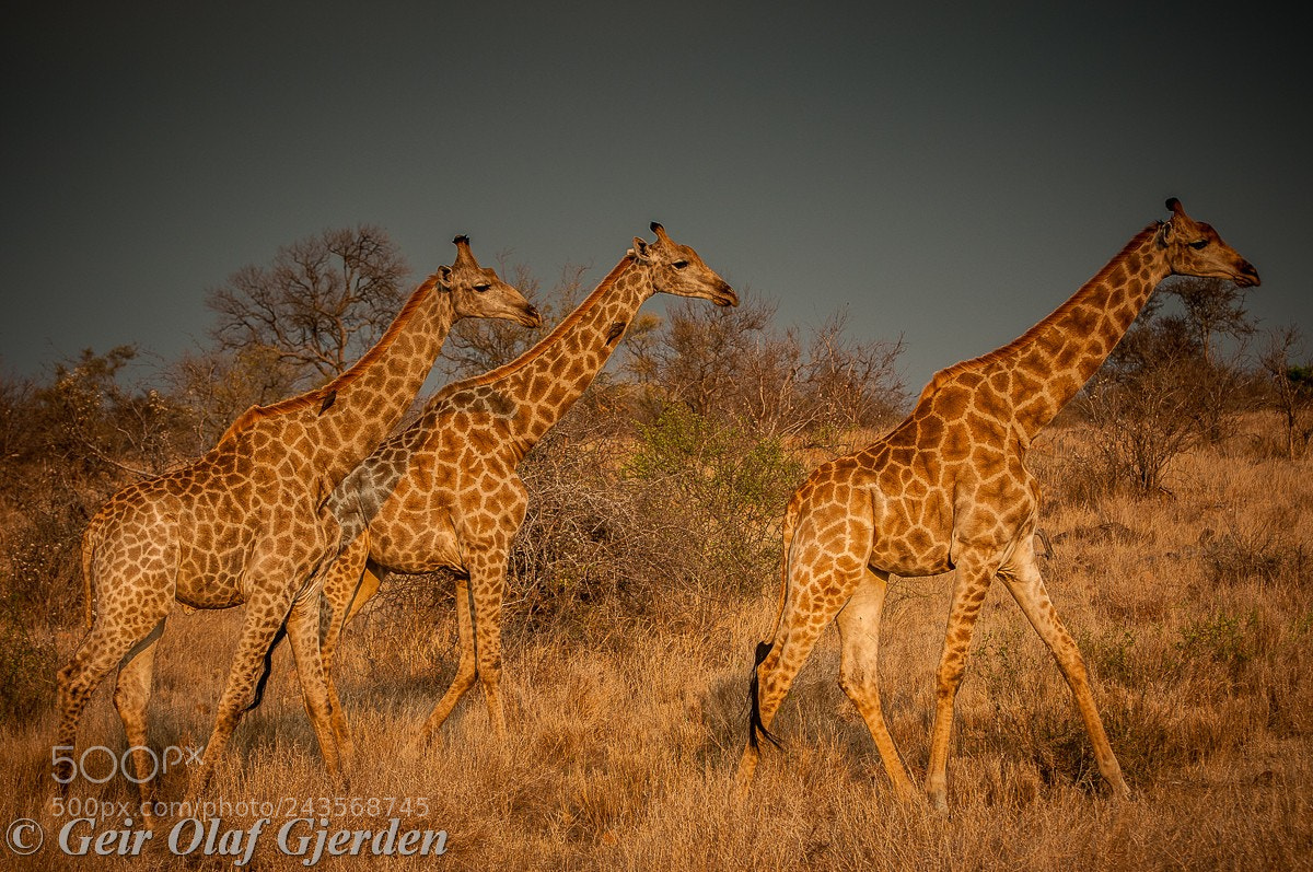 Nikon D300S sample photo. Giraffes photography