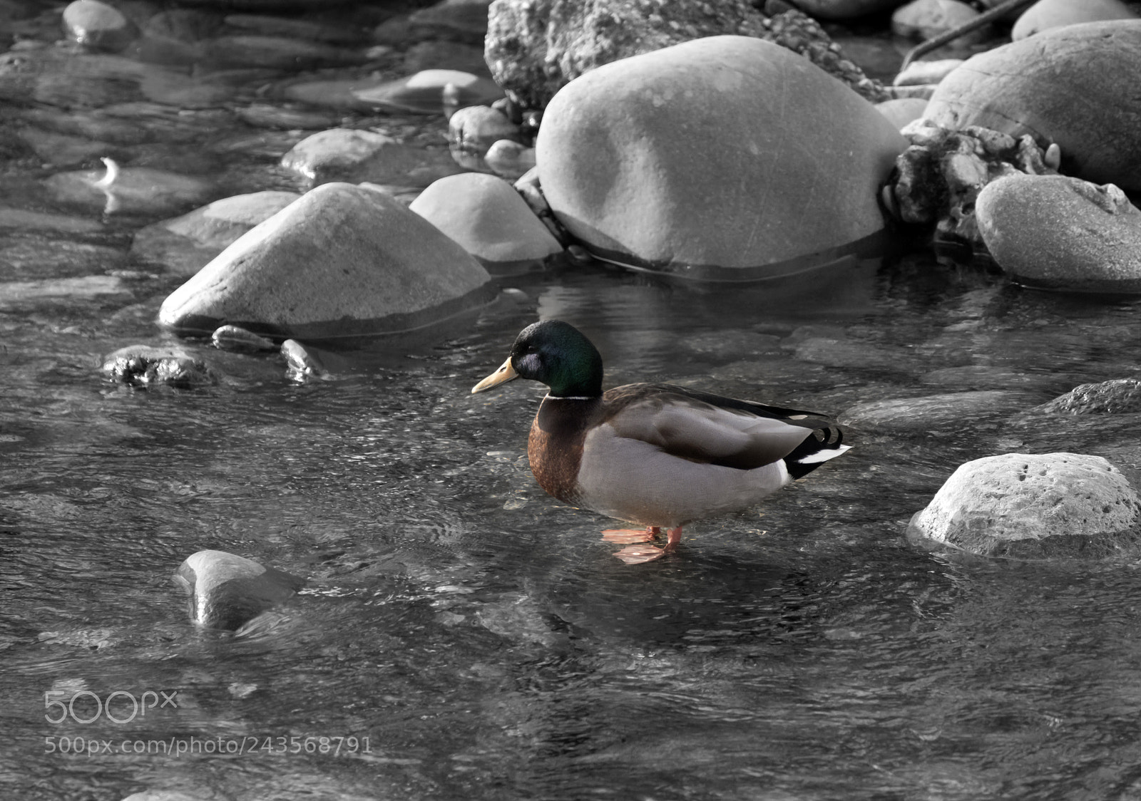 Nikon D7100 sample photo. Gray day, mister duck! photography