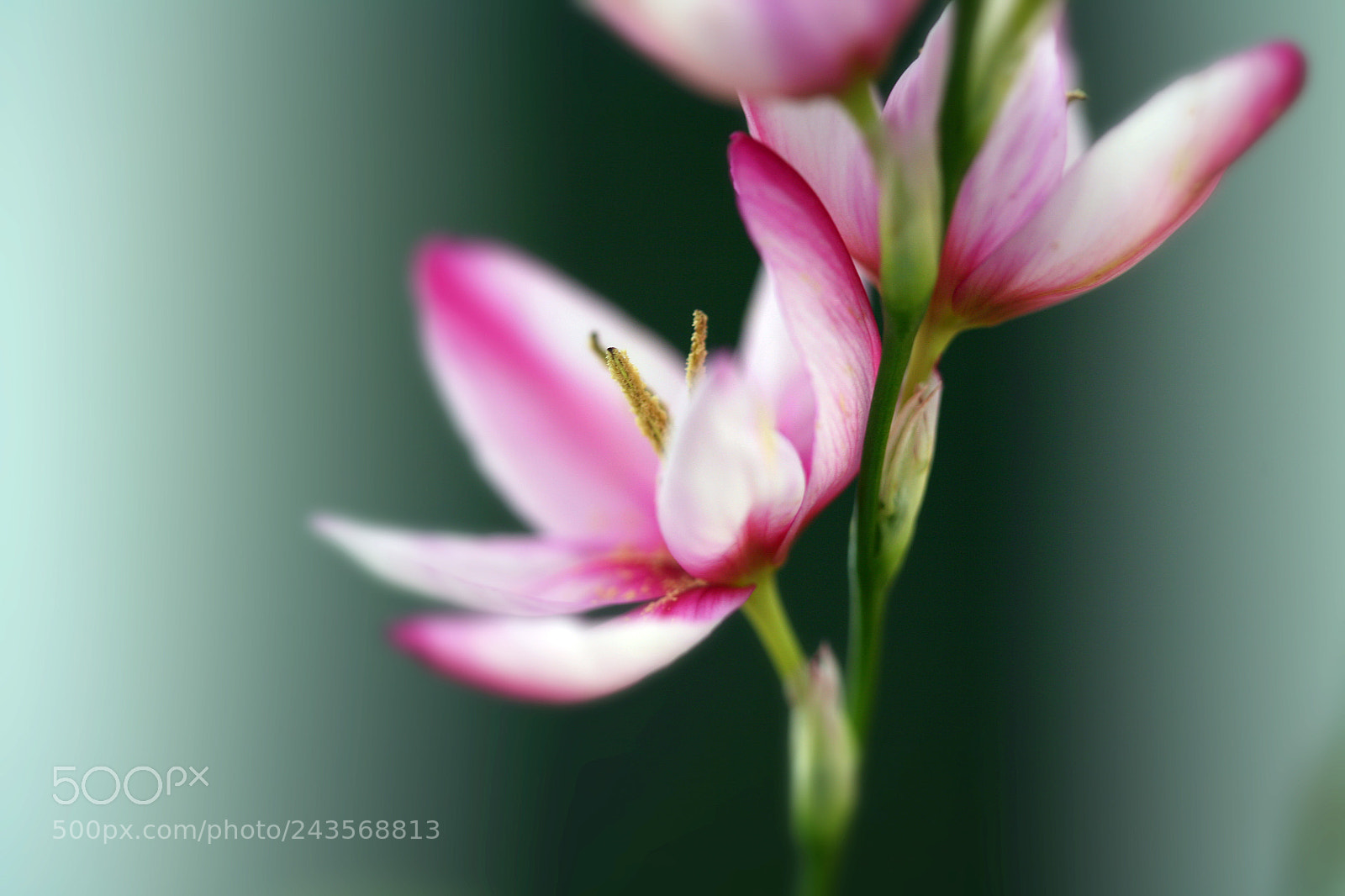 Canon EOS 5D sample photo. Pretty in pink photography