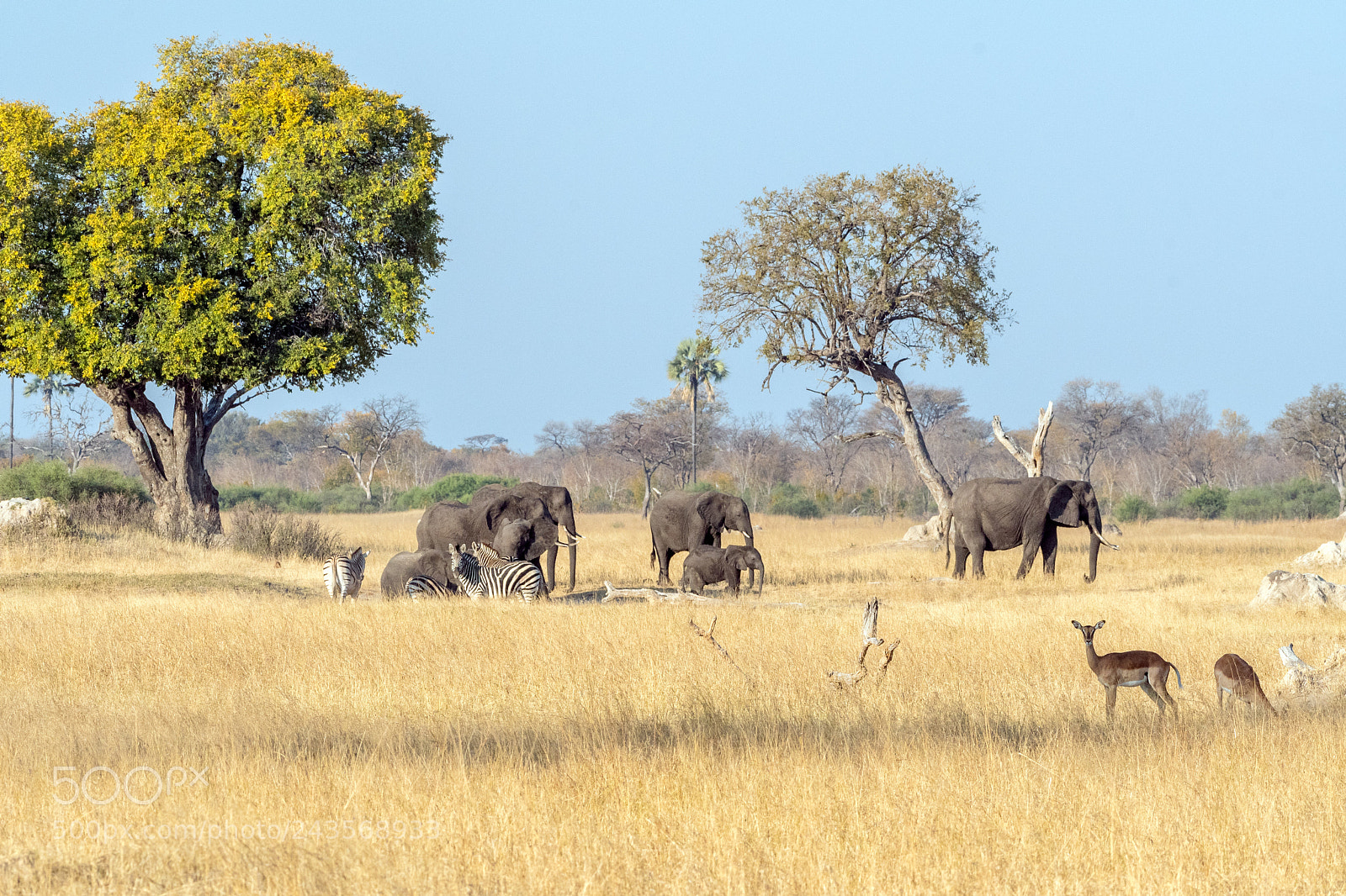Nikon D500 sample photo. Peaceful coexistence photography