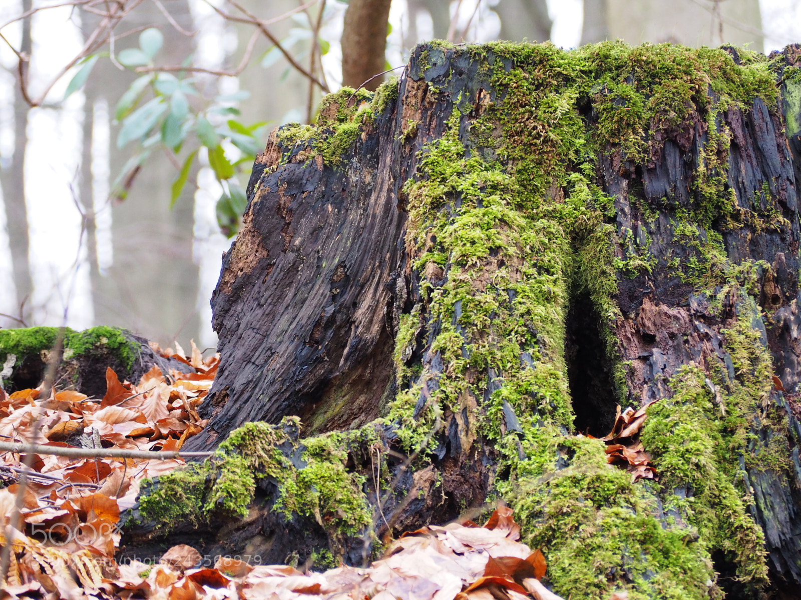 Olympus OM-D E-M10 II sample photo. Nature morte... photography
