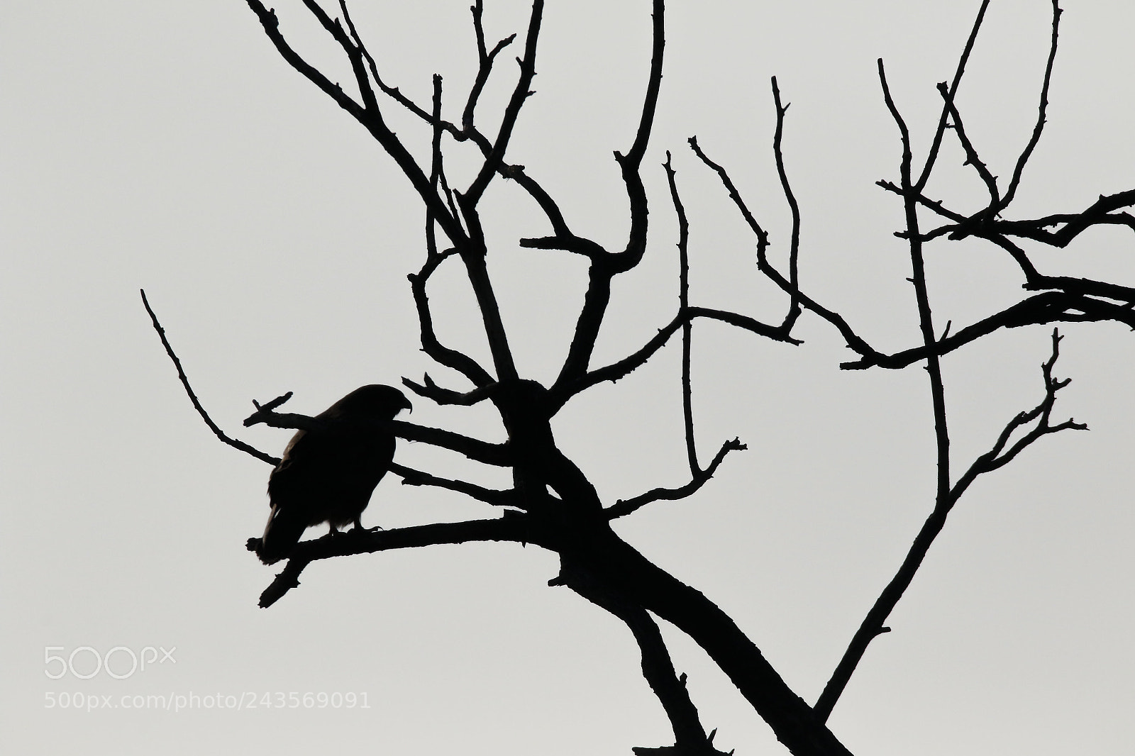 Canon EOS 7D Mark II sample photo. The sahdow of predator photography