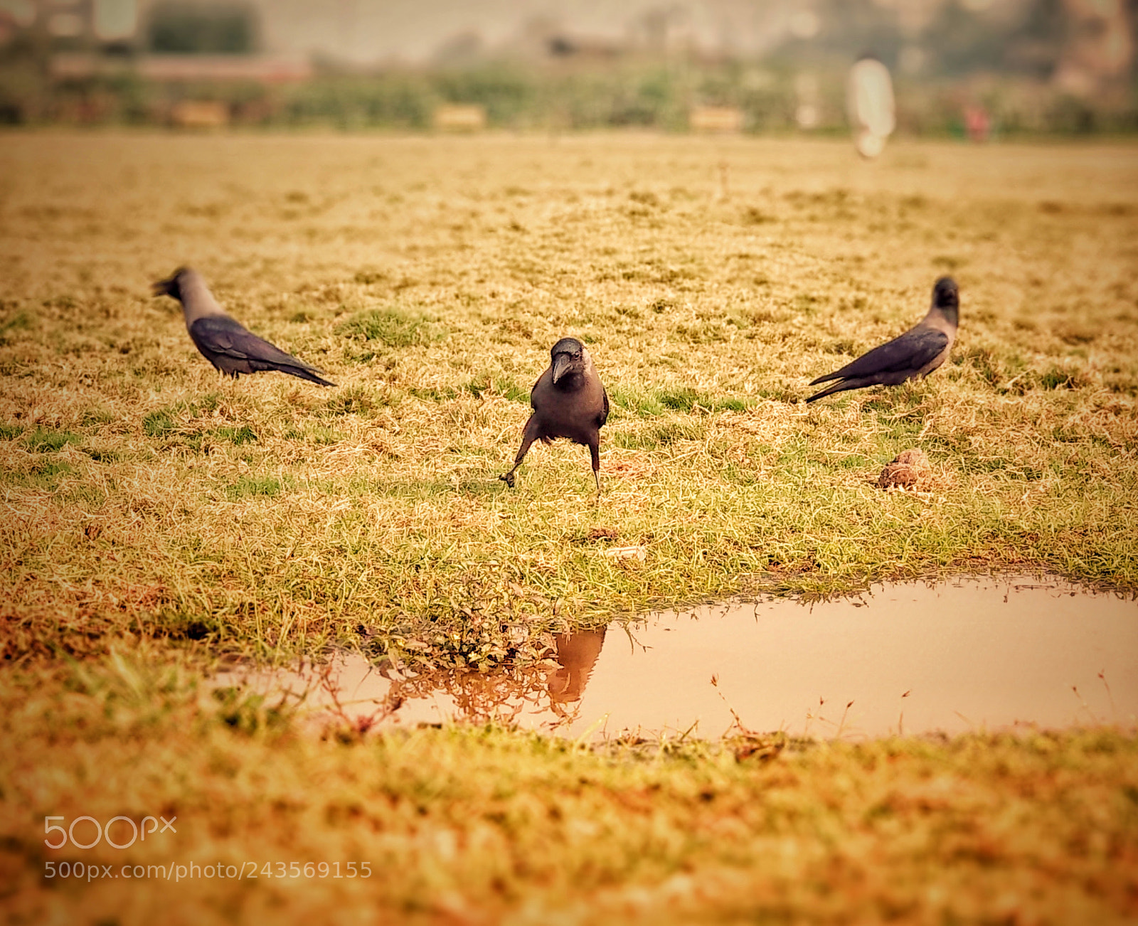 Xiaomi Mi A1 sample photo. Symbol of unity photography