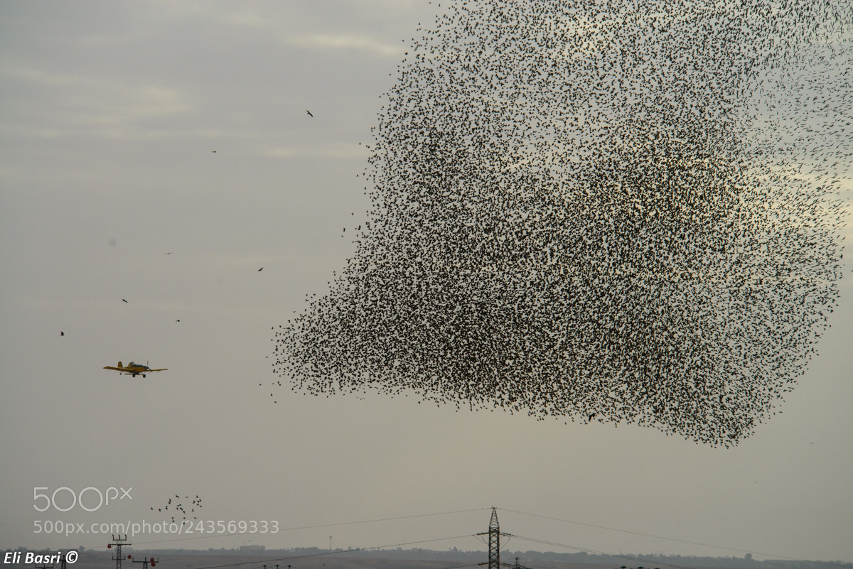 Nikon D800 sample photo. Starling birds photography