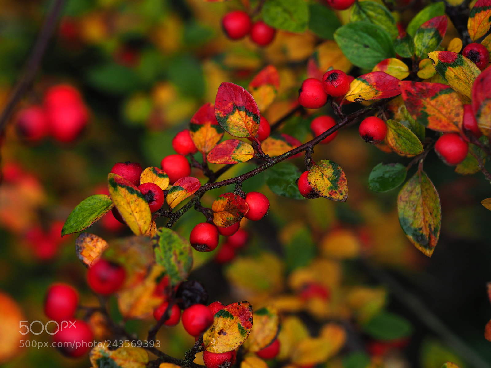Olympus OM-D E-M1 Mark II sample photo. Berries photography