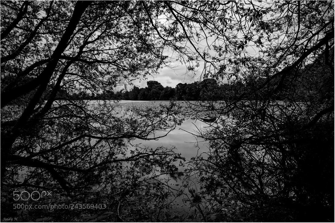 Canon EOS 60D sample photo. Through the trees, across photography
