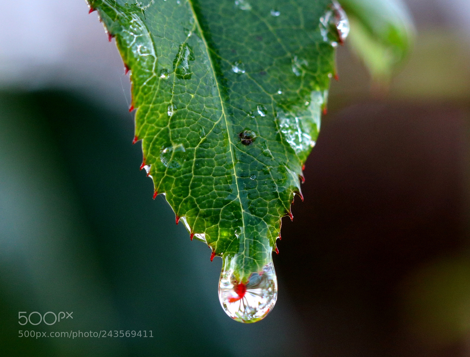 Canon EOS 760D (EOS Rebel T6s / EOS 8000D) sample photo. Little wonders photography