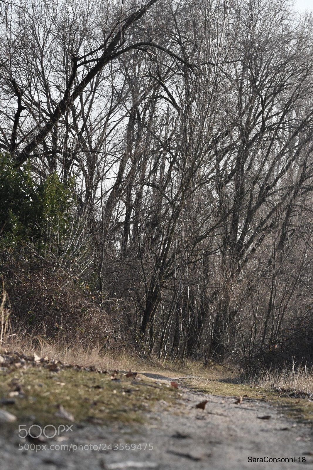 Nikon D7200 sample photo. Paesaggio invernale photography
