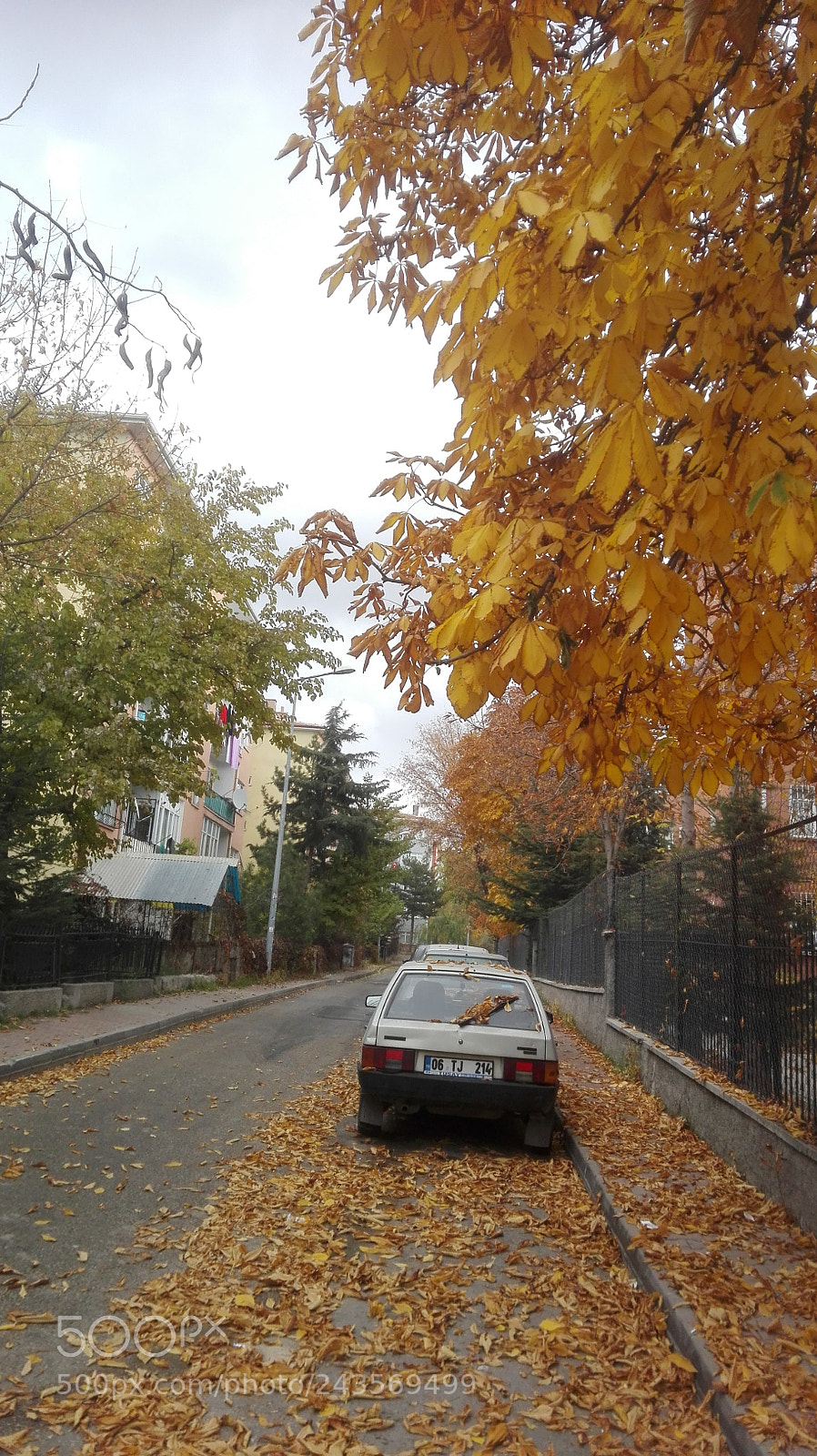 HUAWEI P8 Lite sample photo. Autumn leaves photography