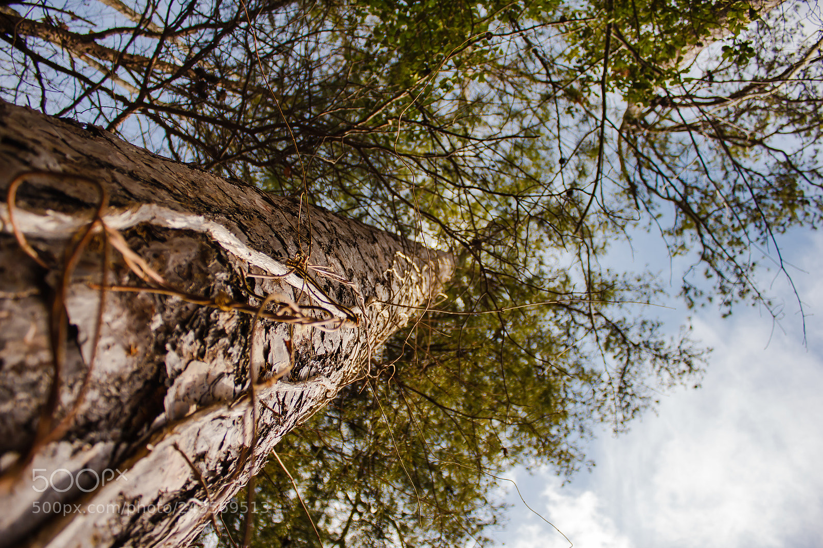 Canon EOS 550D (EOS Rebel T2i / EOS Kiss X4) sample photo. Southern white pine photography