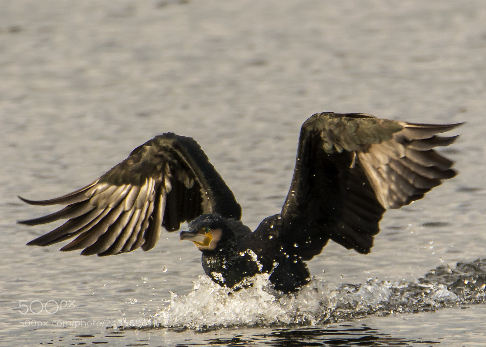Nikon D7100 sample photo. Cormorant photography