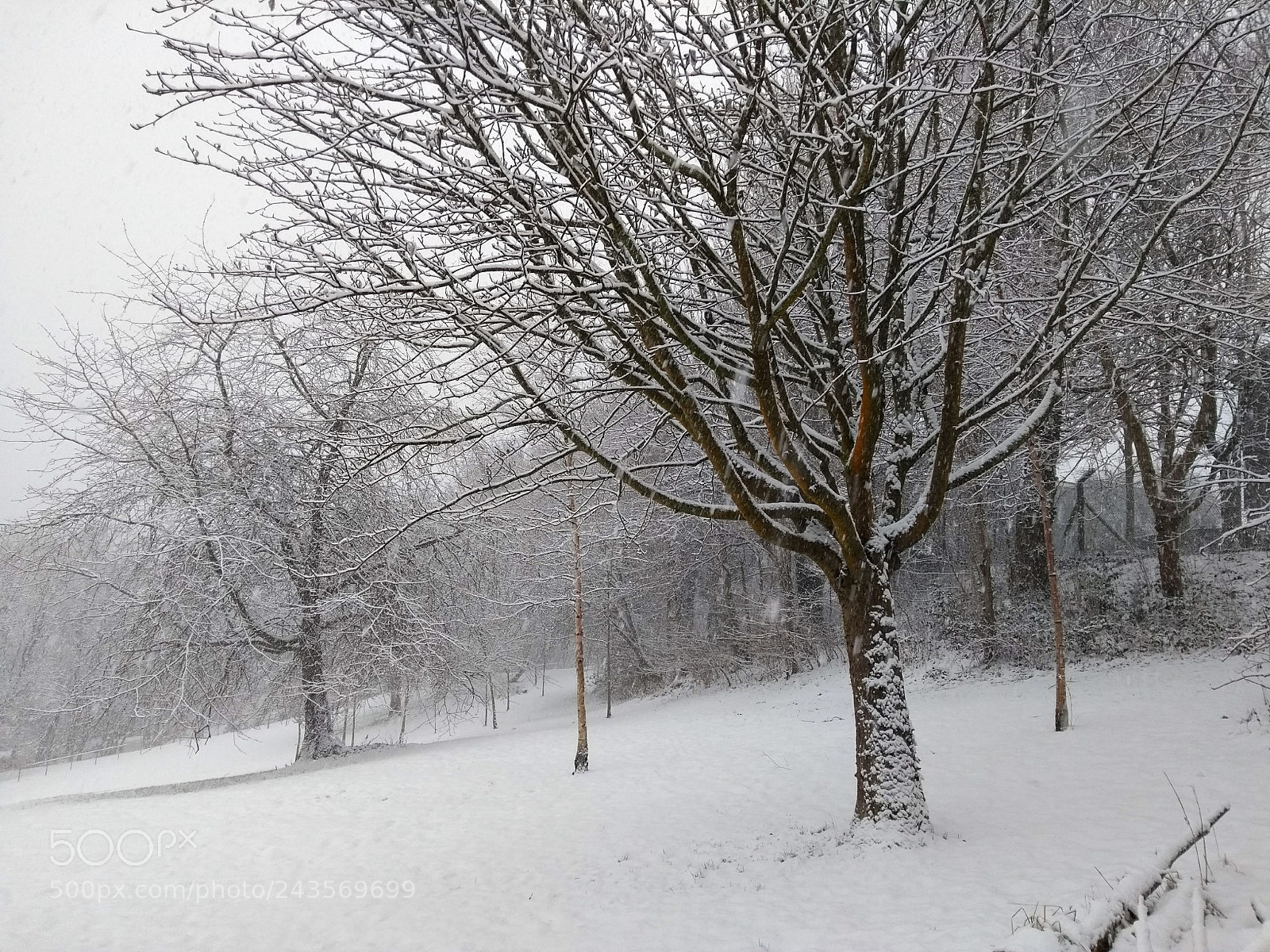 Motorola Moto G (5th Gen) sample photo. Snow is fallin' photography