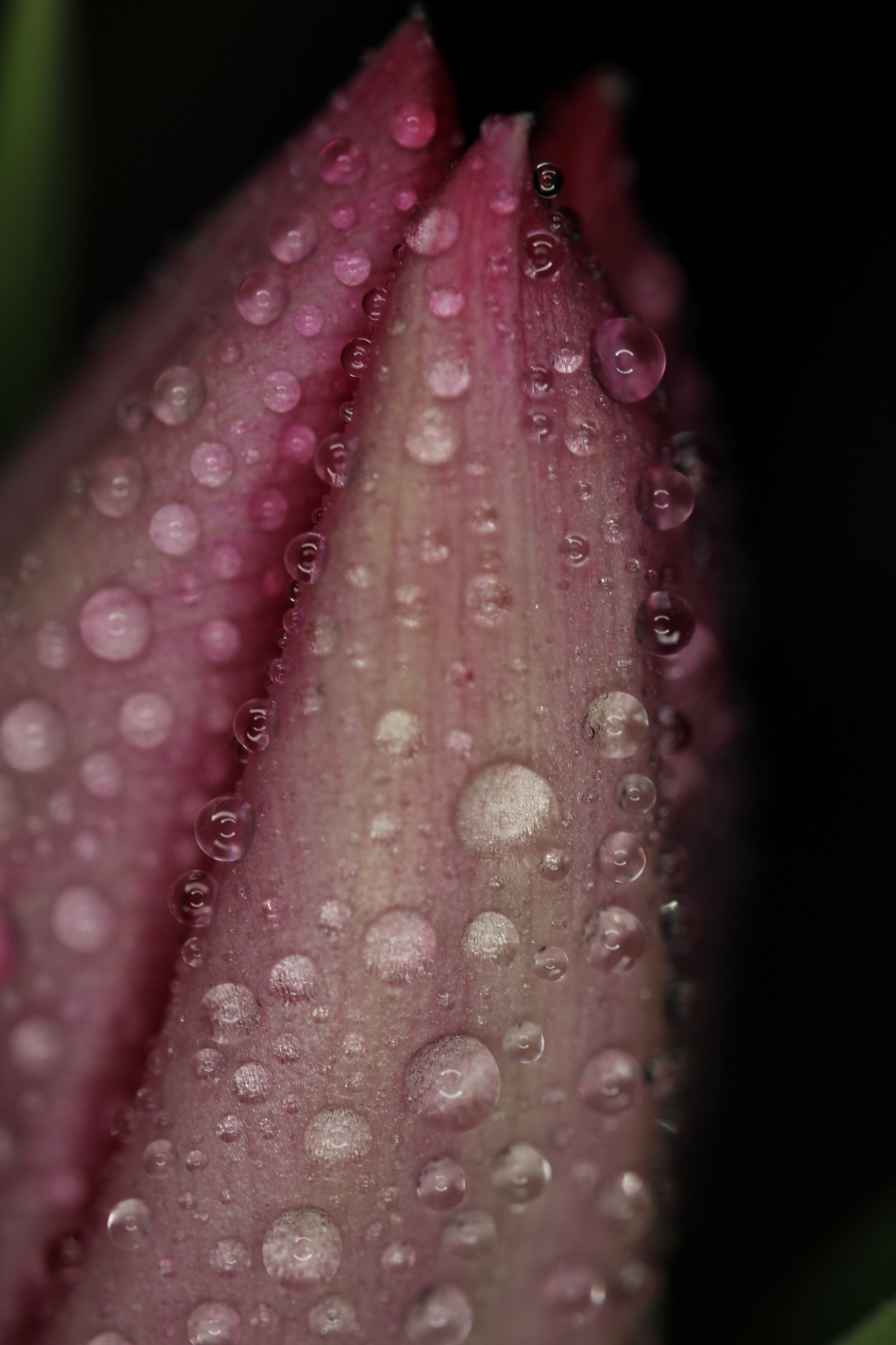 Canon EF-S 35mm F2.8 Macro IS STM sample photo. Tulip with drops photography