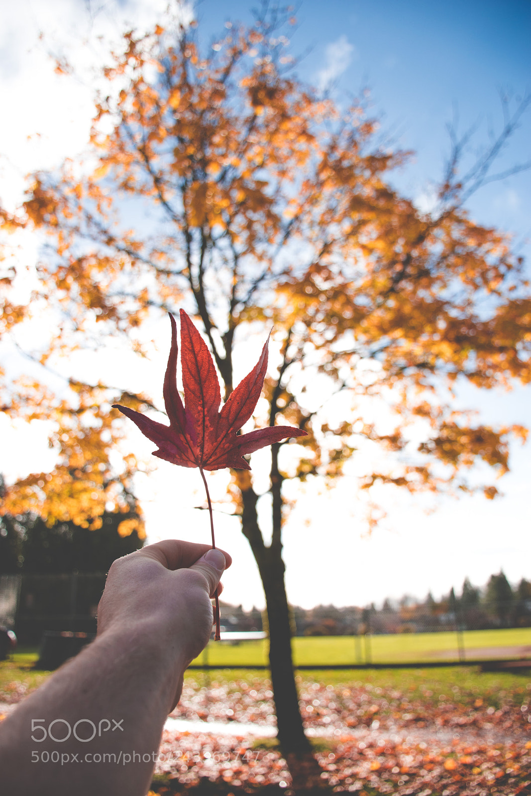 Nikon D5500 sample photo. Canada, eh? photography
