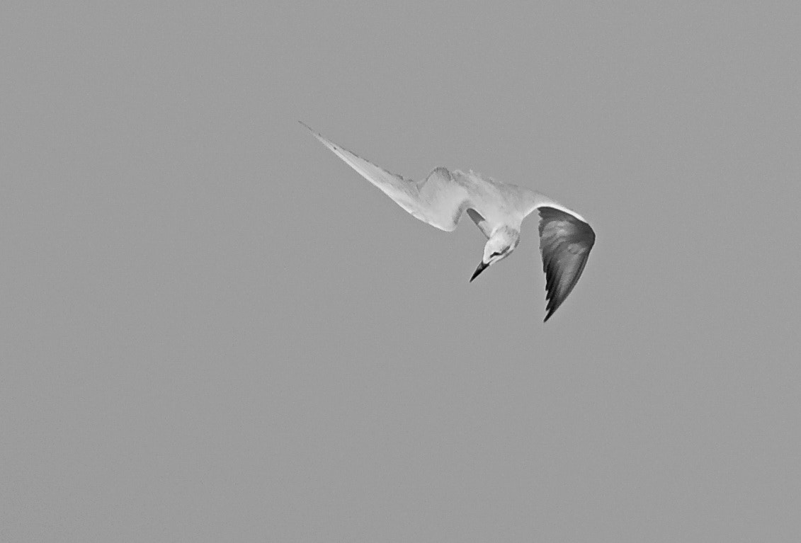 Nikon D750 sample photo. Seagull photography