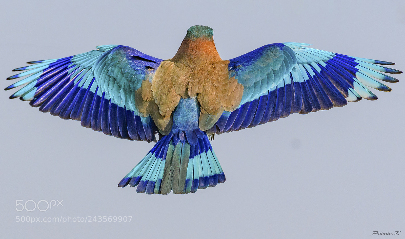 Nikon D500 sample photo. Indian roller photography