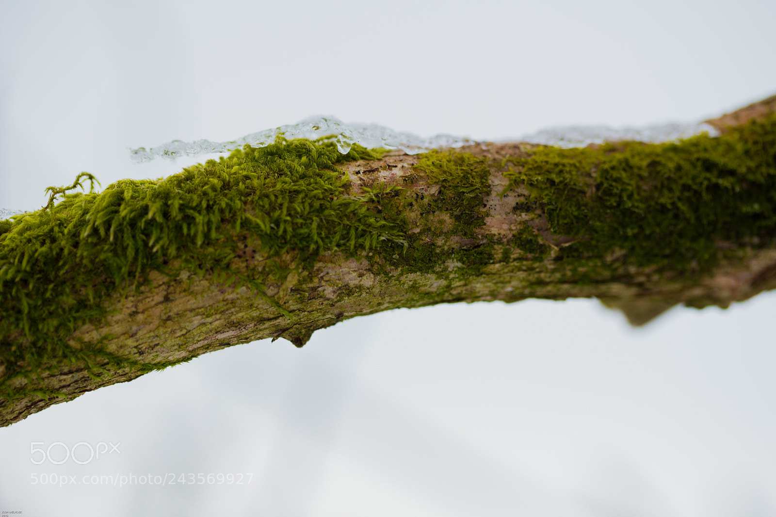 Canon EOS 100D (EOS Rebel SL1 / EOS Kiss X7) sample photo. Branch with a ice photography