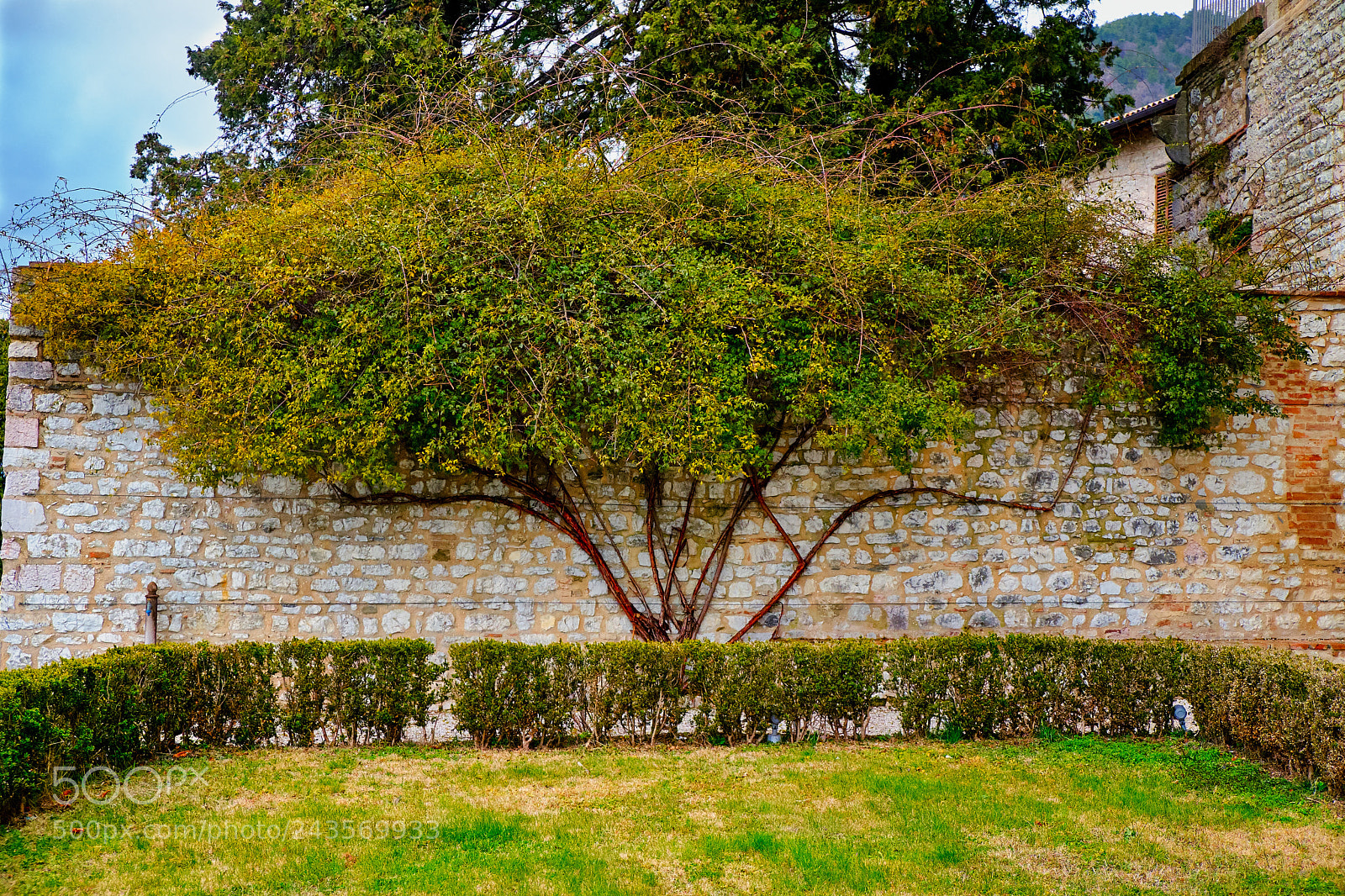 Fujifilm X-Pro2 sample photo. Tree photography