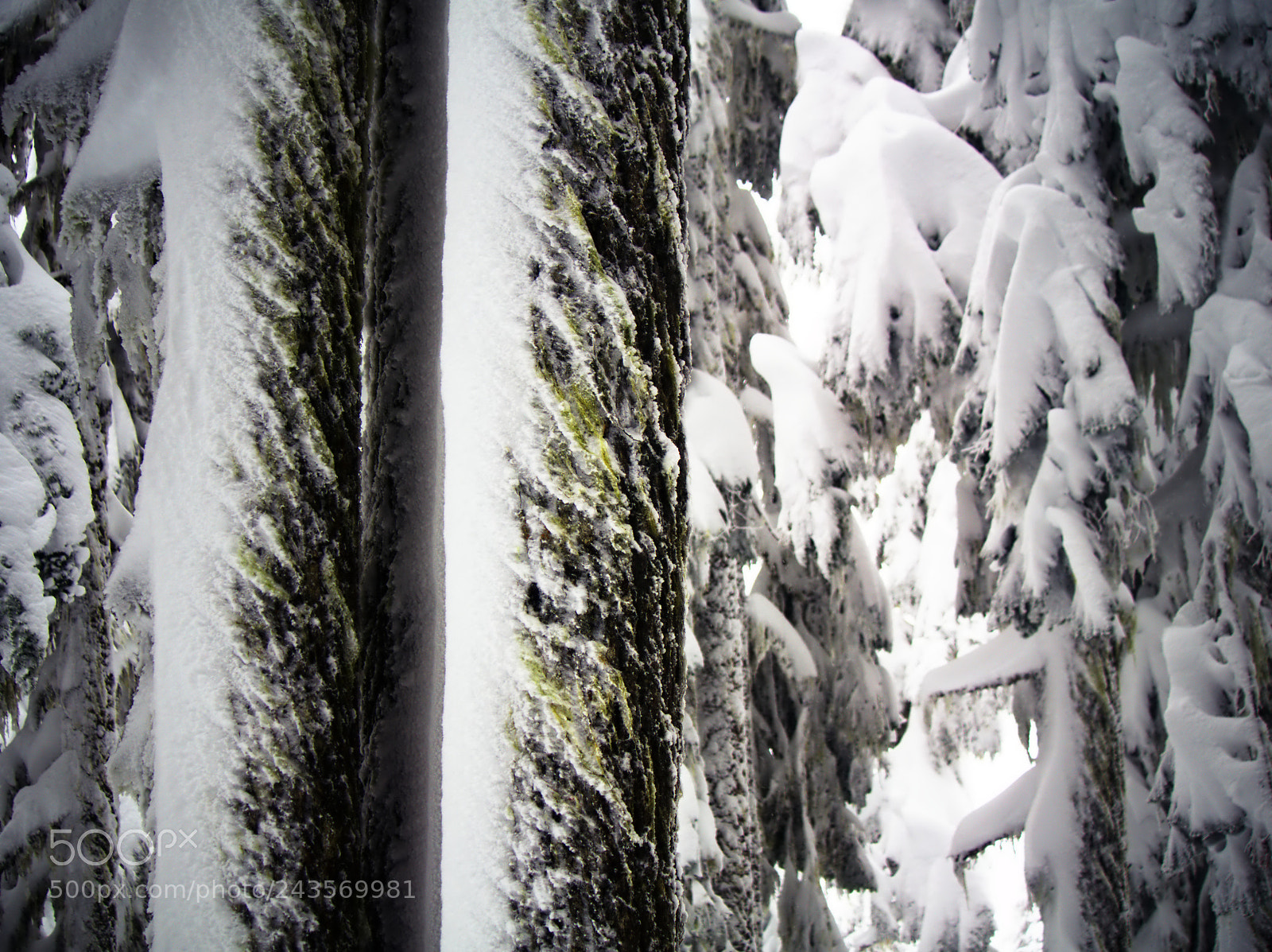Olympus OM-D E-M5 sample photo. Tree moss photography