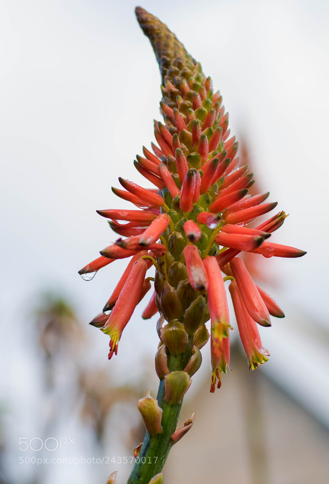 Nikon D5500 sample photo. Dslr photography
