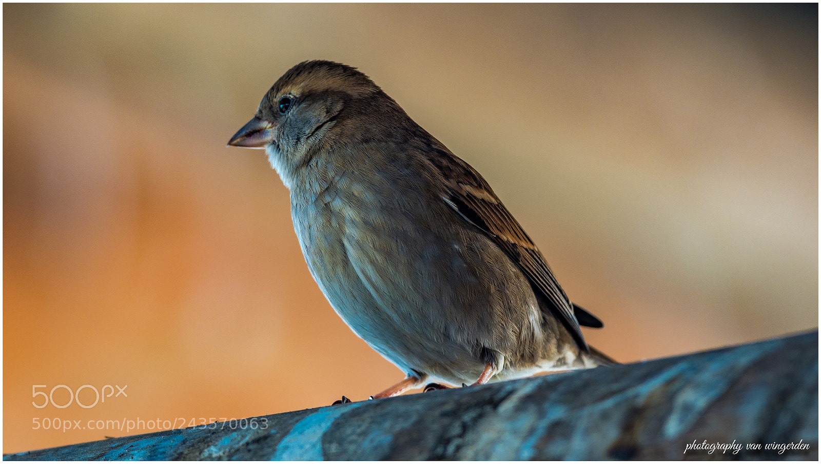 Olympus OM-D E-M1 Mark II sample photo. Sparrow photography