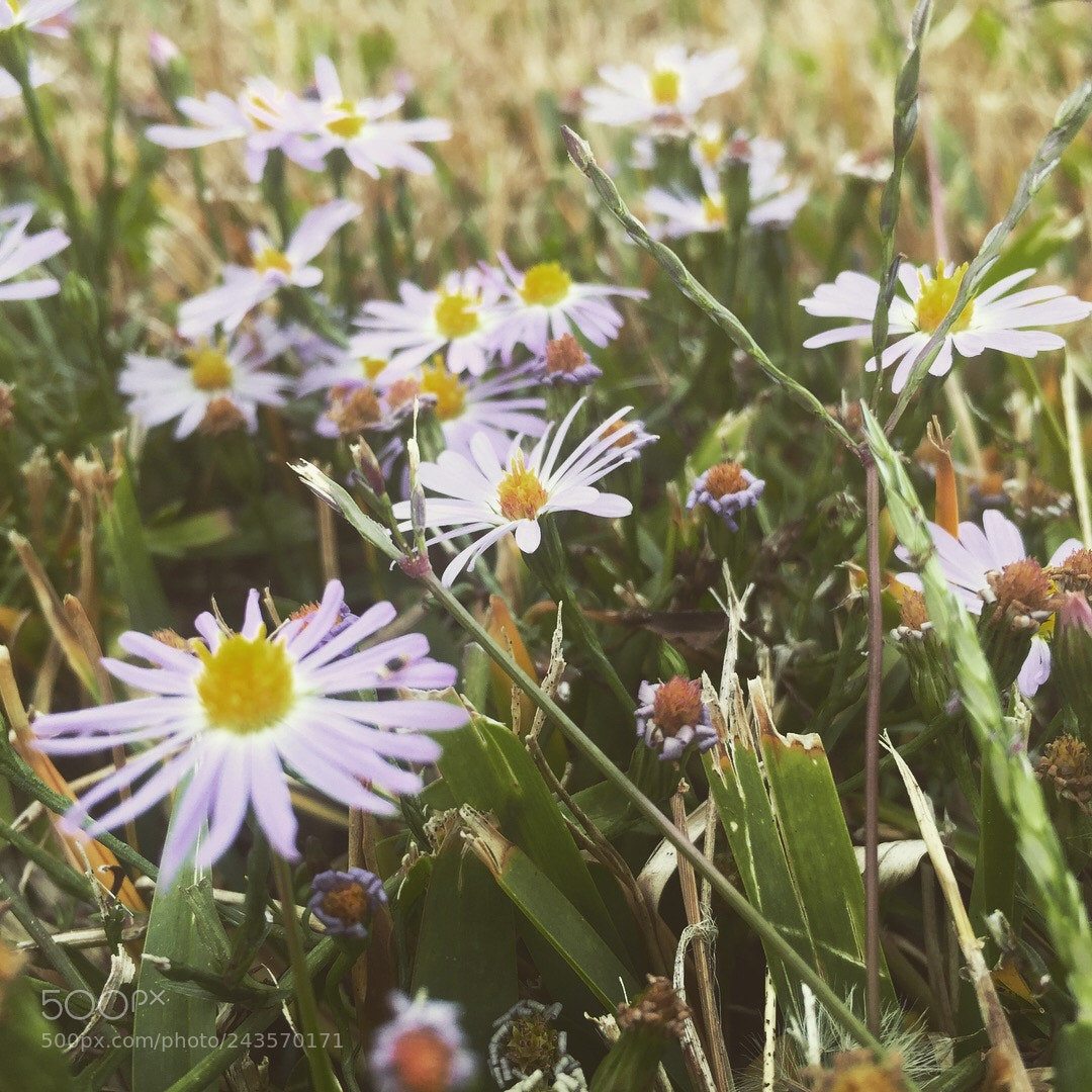 Apple iPhone 6 sample photo. Untitled photography