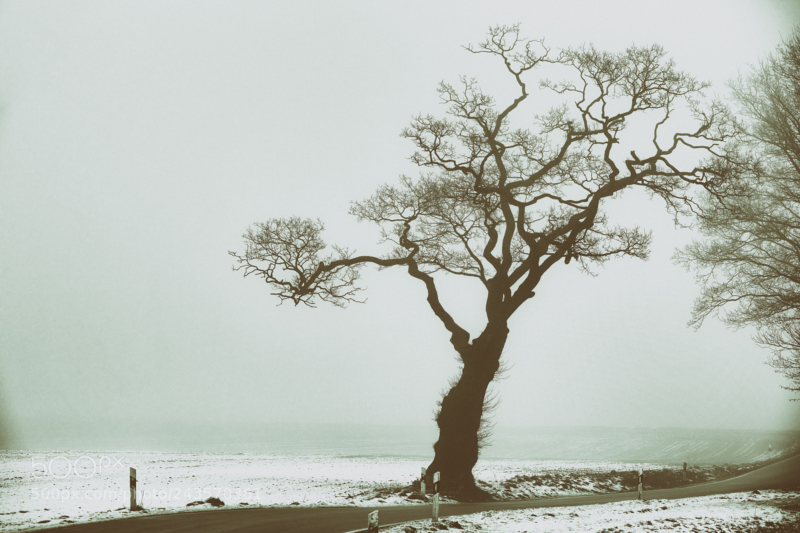 Nikon D850 sample photo. The tree and the photography