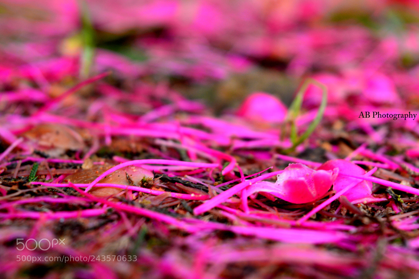 Nikon D3200 sample photo. Pink petals photography