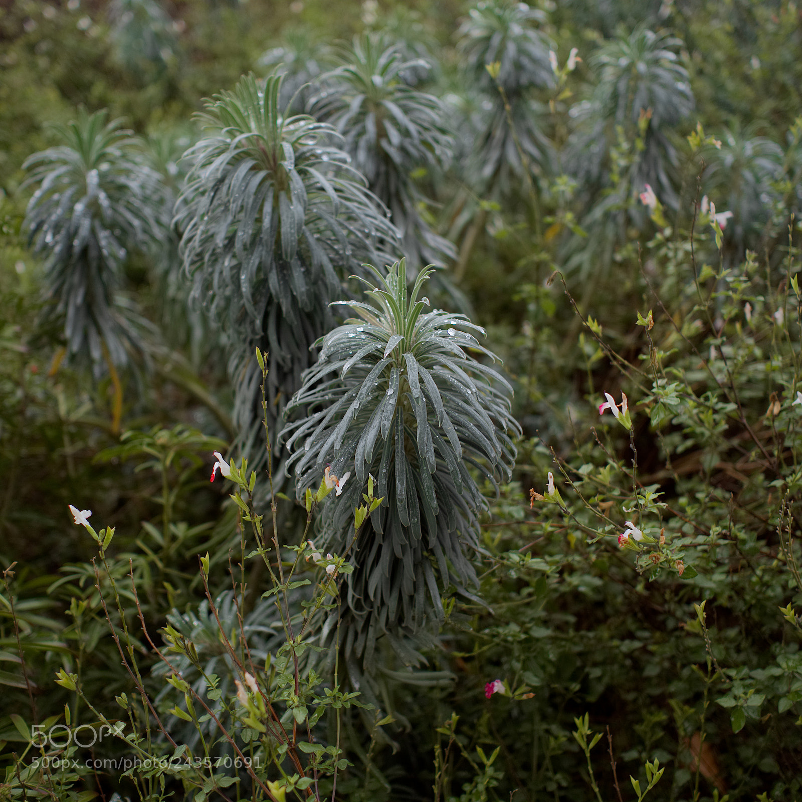 Panasonic Lumix DC-GH5 sample photo. Jungle photography
