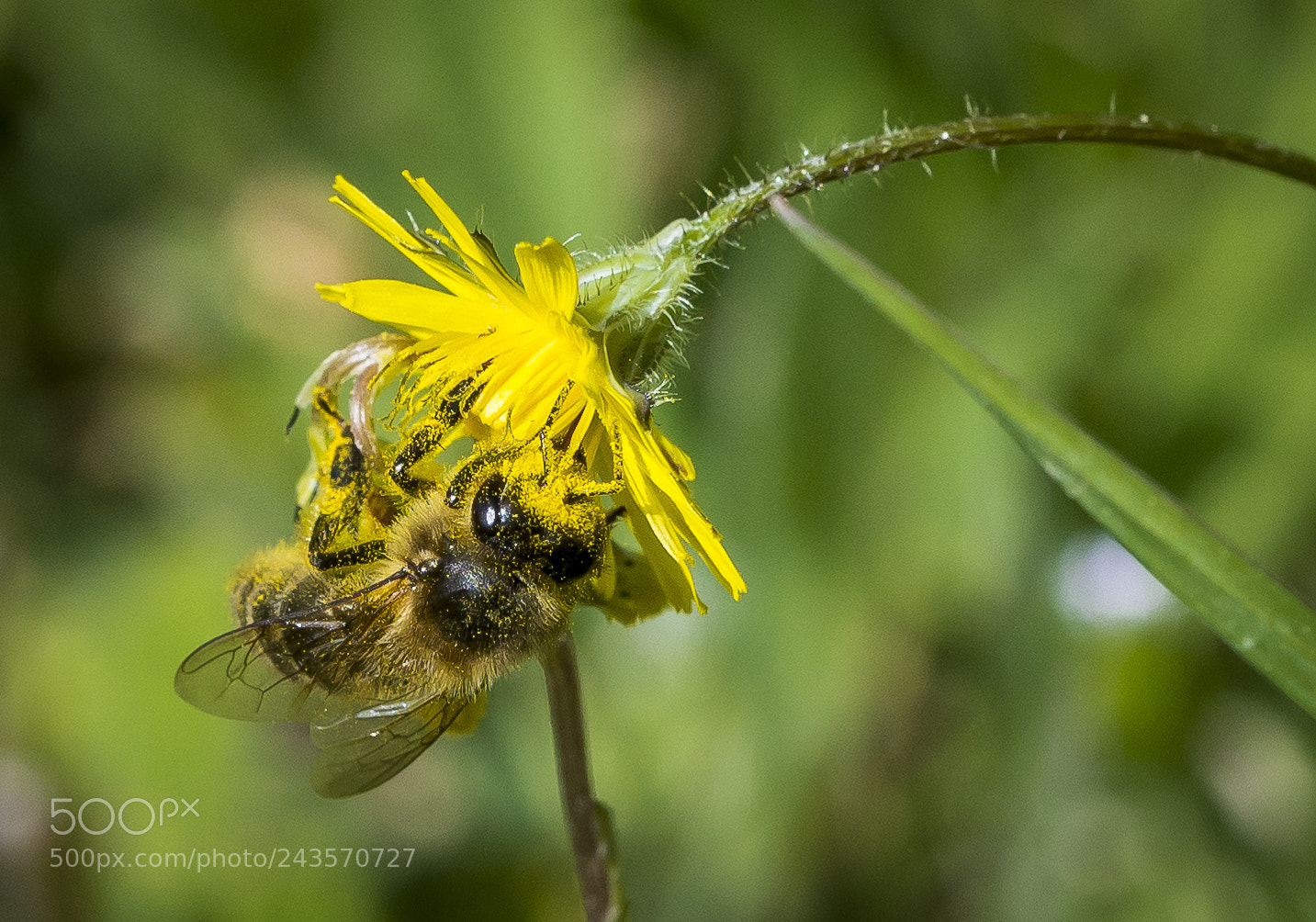 Nikon D610 sample photo. That's pollinization photography