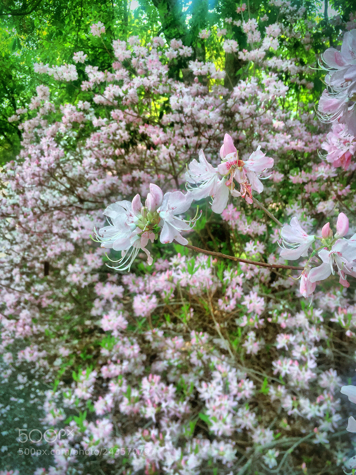 Apple iPhone 6 sample photo. Blooming photography