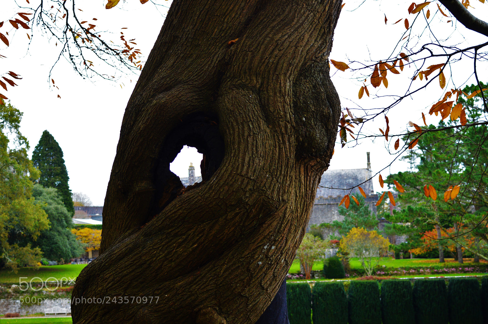 Nikon D3200 sample photo. Tower through the tree photography
