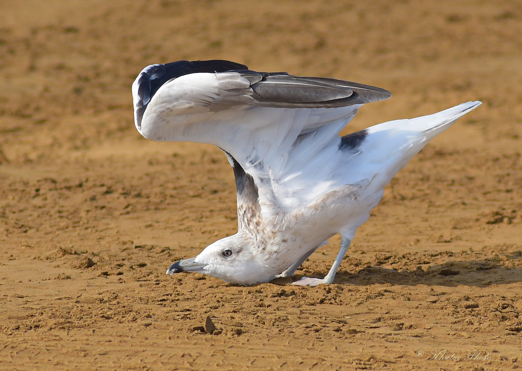 Nikon D750 sample photo. Seagull photography