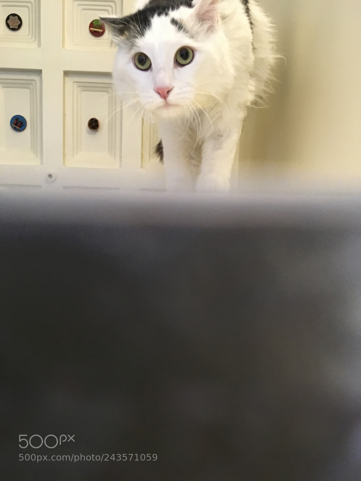 Apple iPad Pro sample photo. My cute lion photography