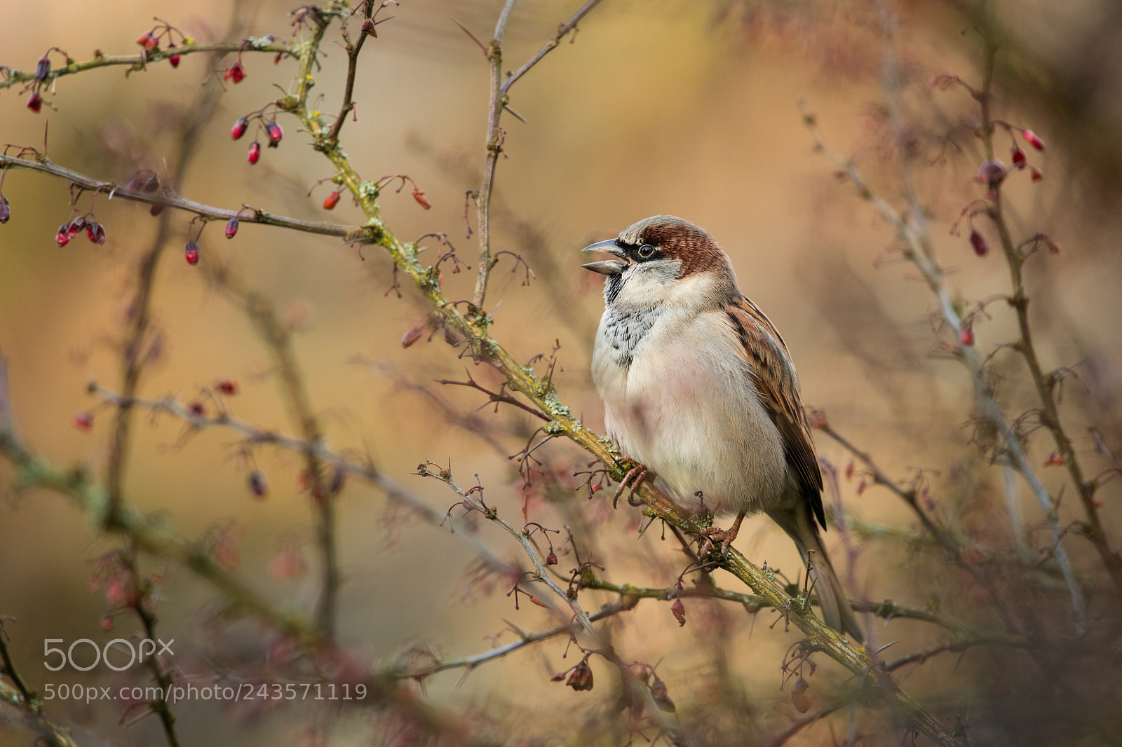 Nikon D500 sample photo. Sparrow iv. photography