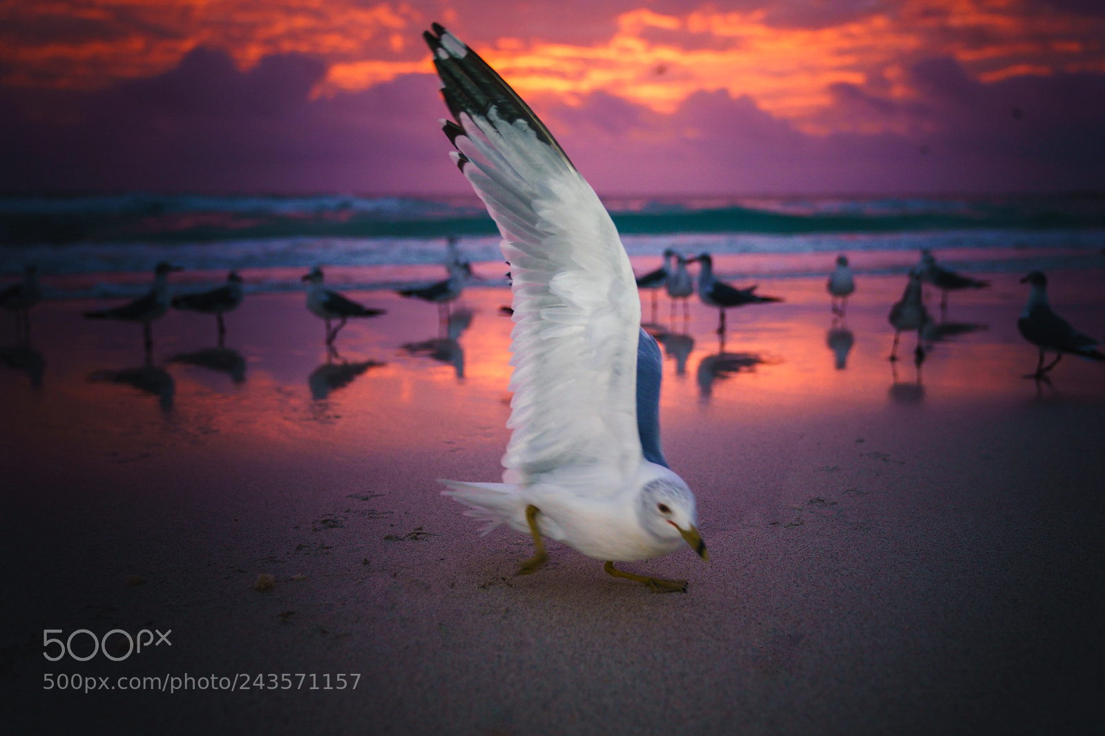 Sony a9 sample photo. Seagull photography