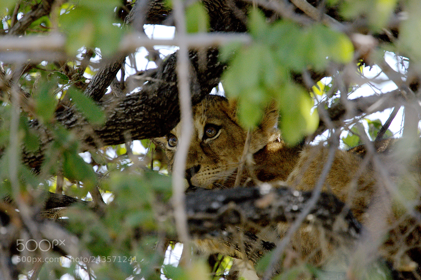 Canon EOS-1D Mark III sample photo. Baby lion in ruaha photography